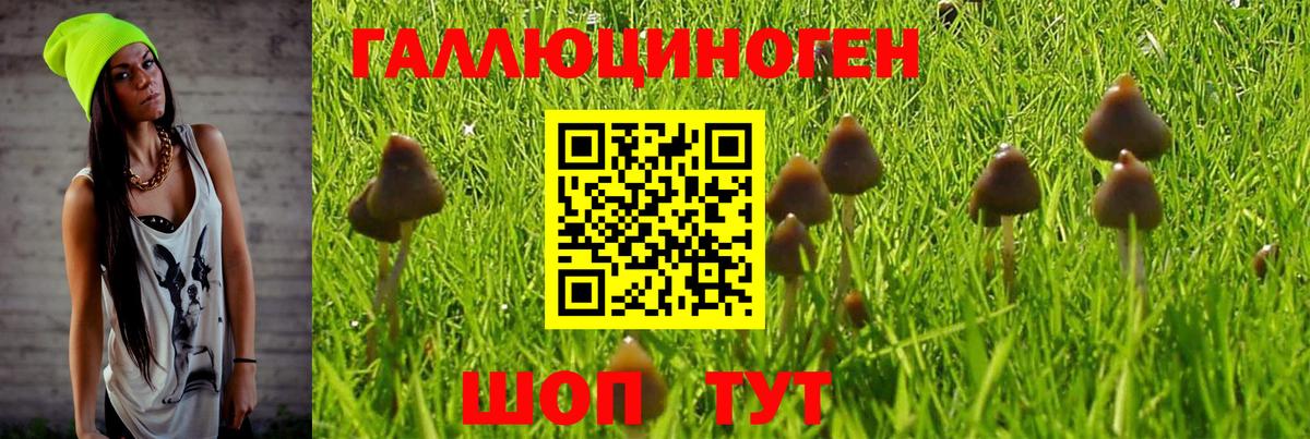 Псилоцибиновые грибы Cubensis Коммунар